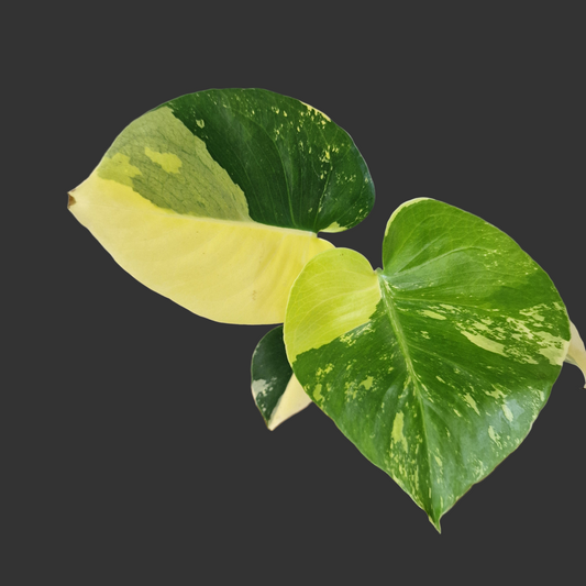 Monstera Deliciosa Aurea – 12cm Pot (#6)