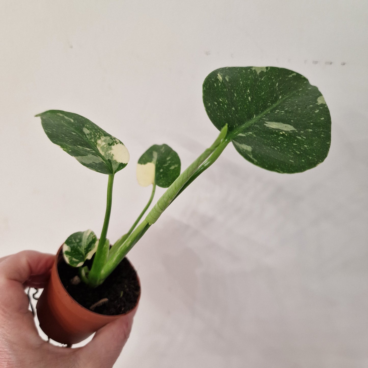 Monstera Thai Constellation – 6cm Pot (#6)