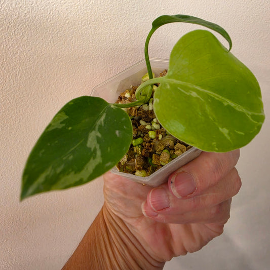 Monstera Bulbasaur – Fully Acclimatised | Exact Plant #1