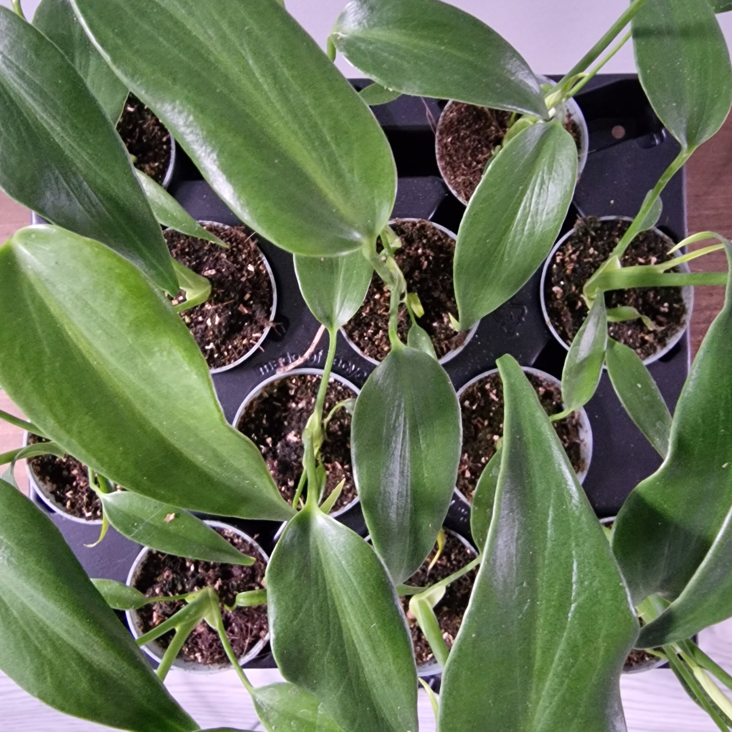 Monstera Burle Marx Flame Rare Houseplant 6cm pot