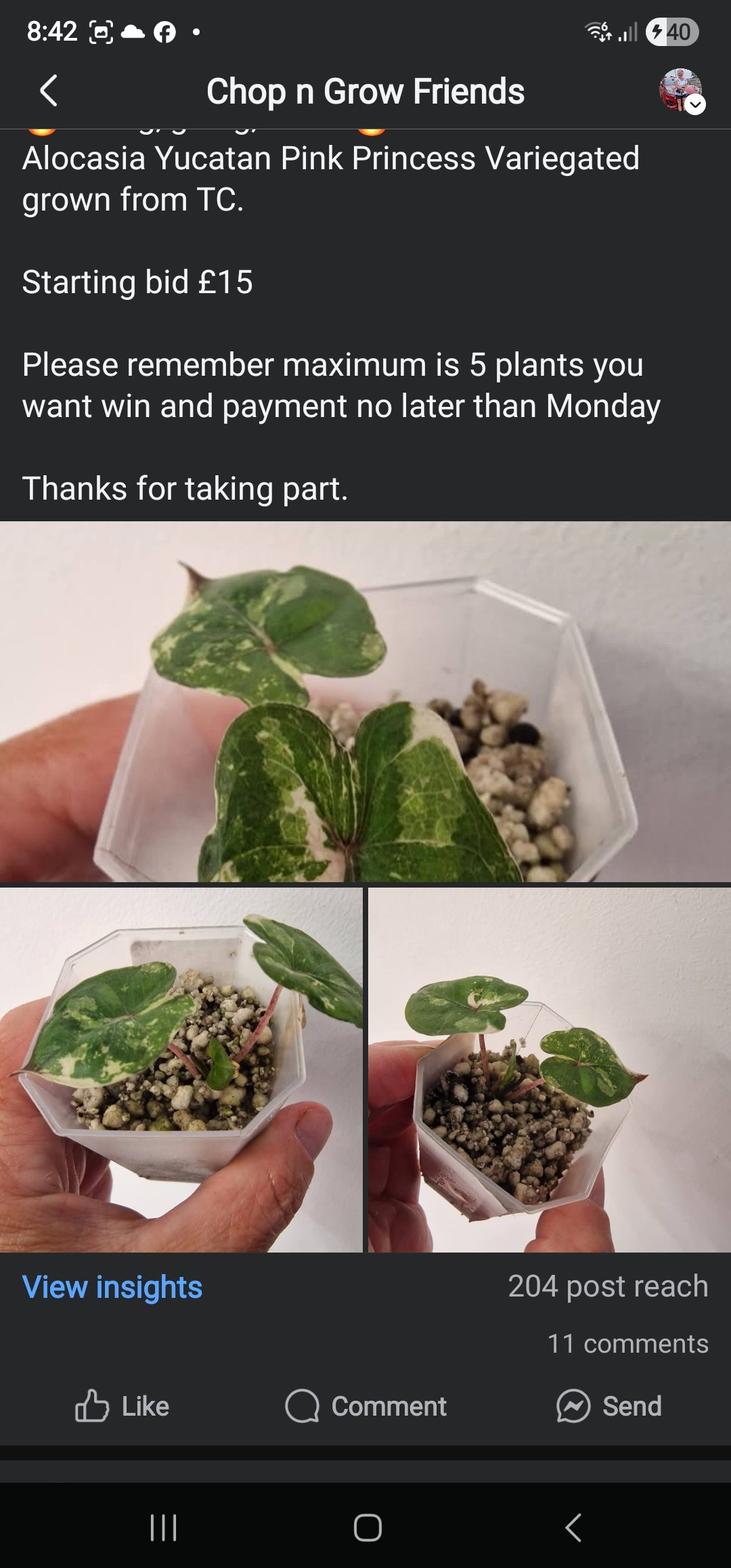 Chop n Grow Friends sale - Leanne Yucatan