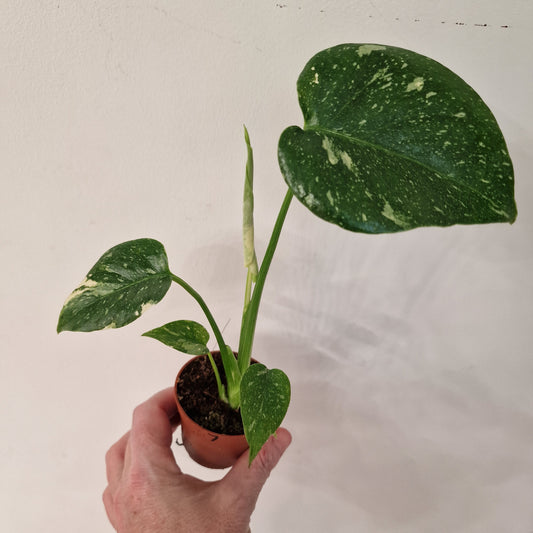 Monstera Thai Constellation – 6cm Pot (#7)