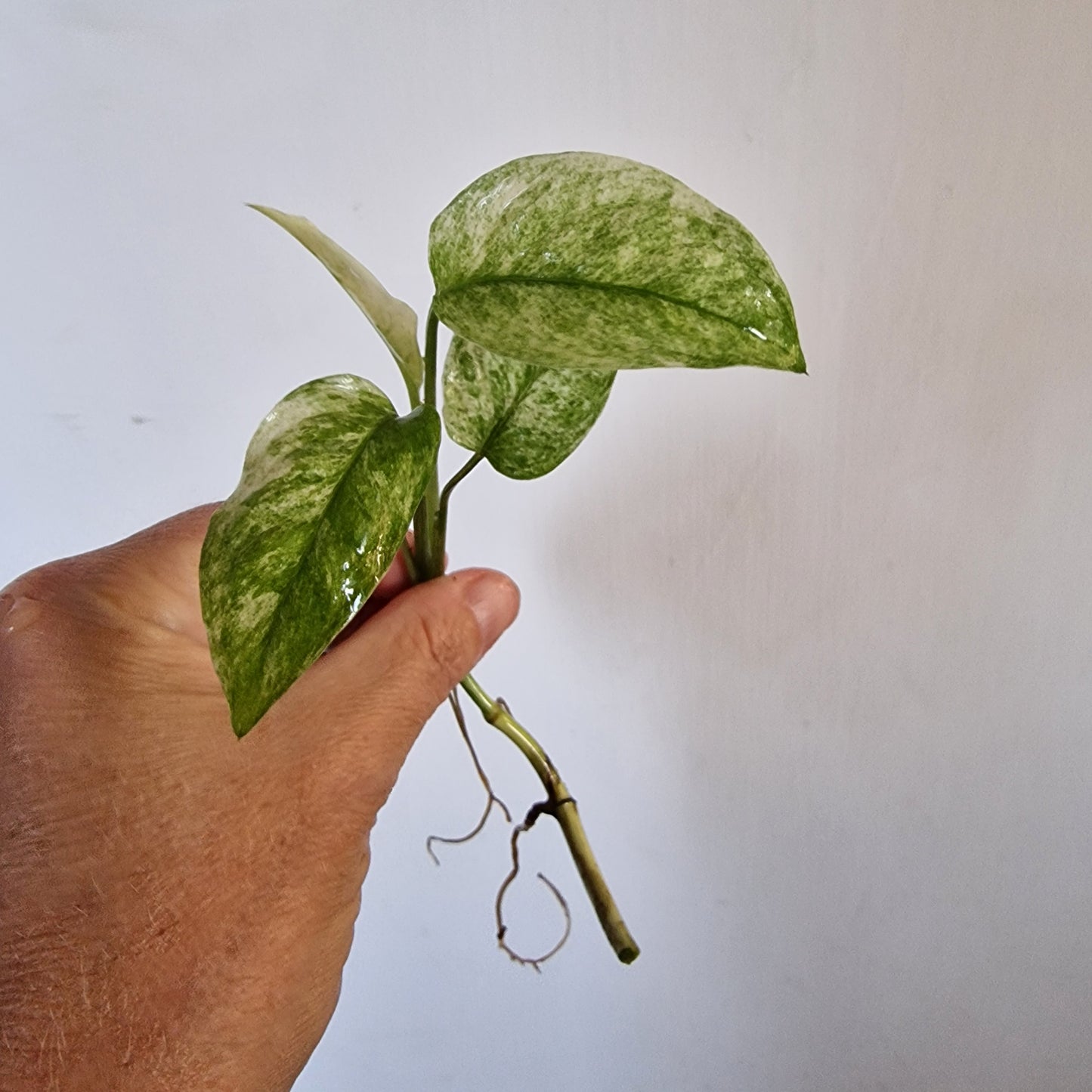 Monstera Laniata Top Cutting rooting in Water