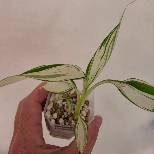 Musa ‘Hawaii’ Variegated – Established | Exact Plant #4
