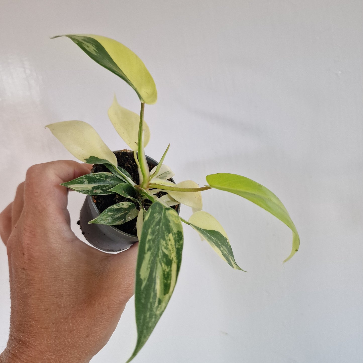 Philodendron Florida Beauty Houseplant in 6cm pot (1)