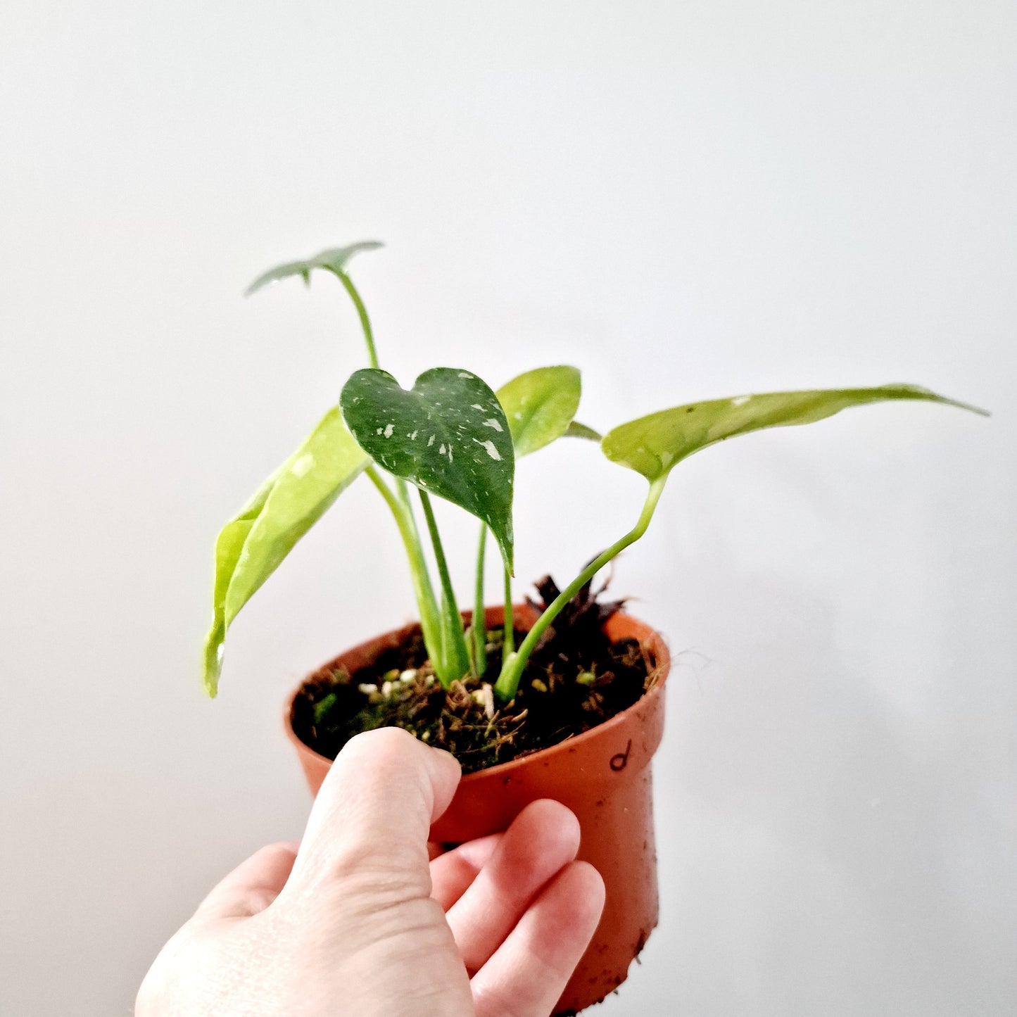 Monstera Deliciosa Thai Constellation Rare Houseplant 10.5cm pot (d)