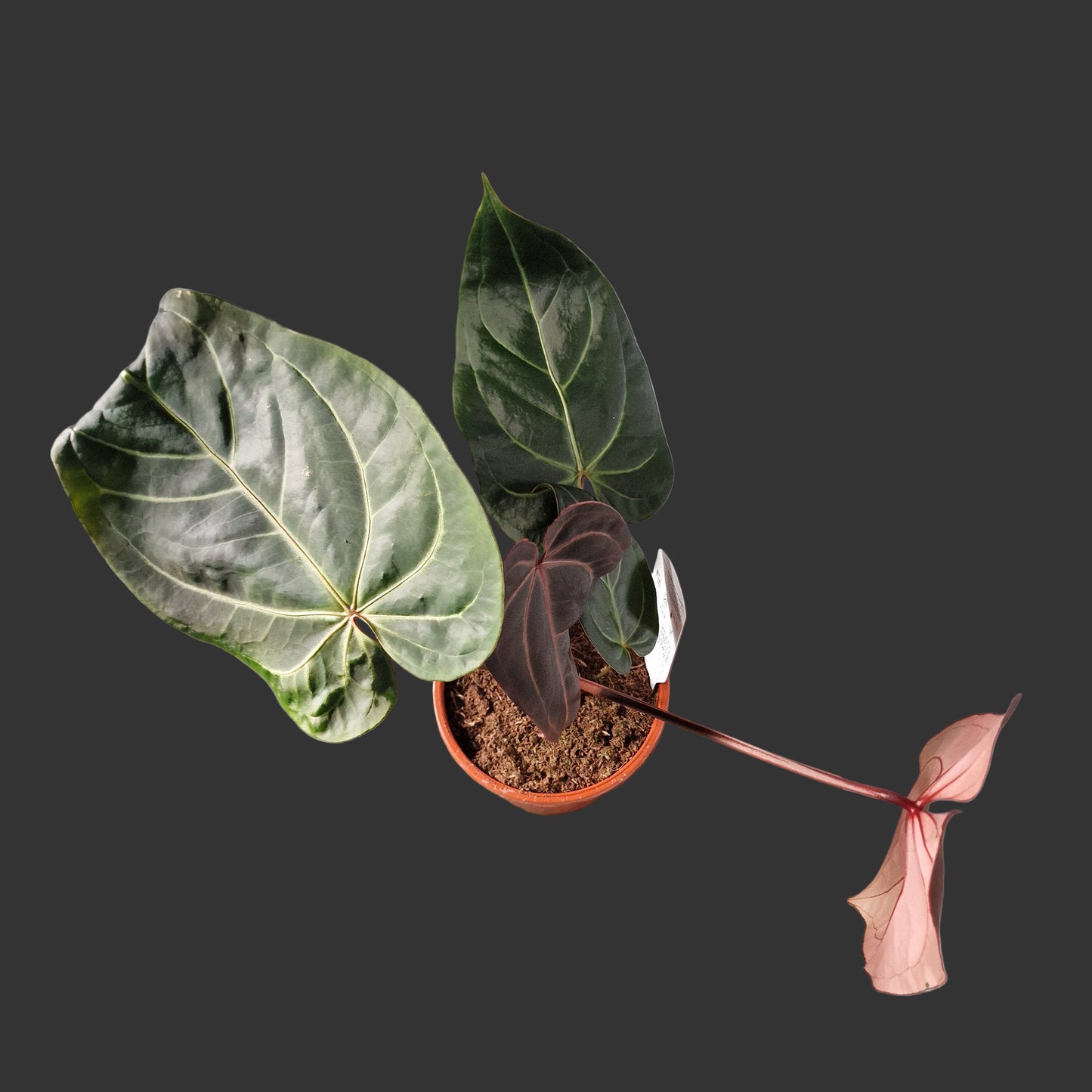 Anthurium Dark and Handsome x Red Velvet DocBlock Rare Houseplant 17cm pot