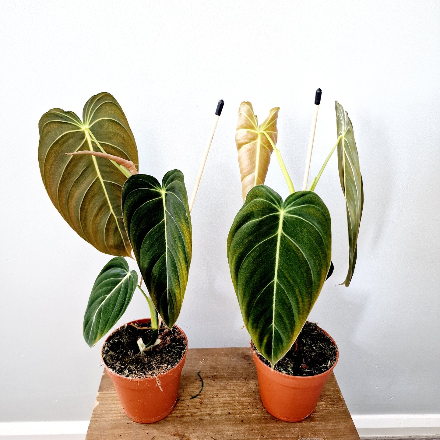 Philodendron Melanochrysum Houseplant 12cm pot