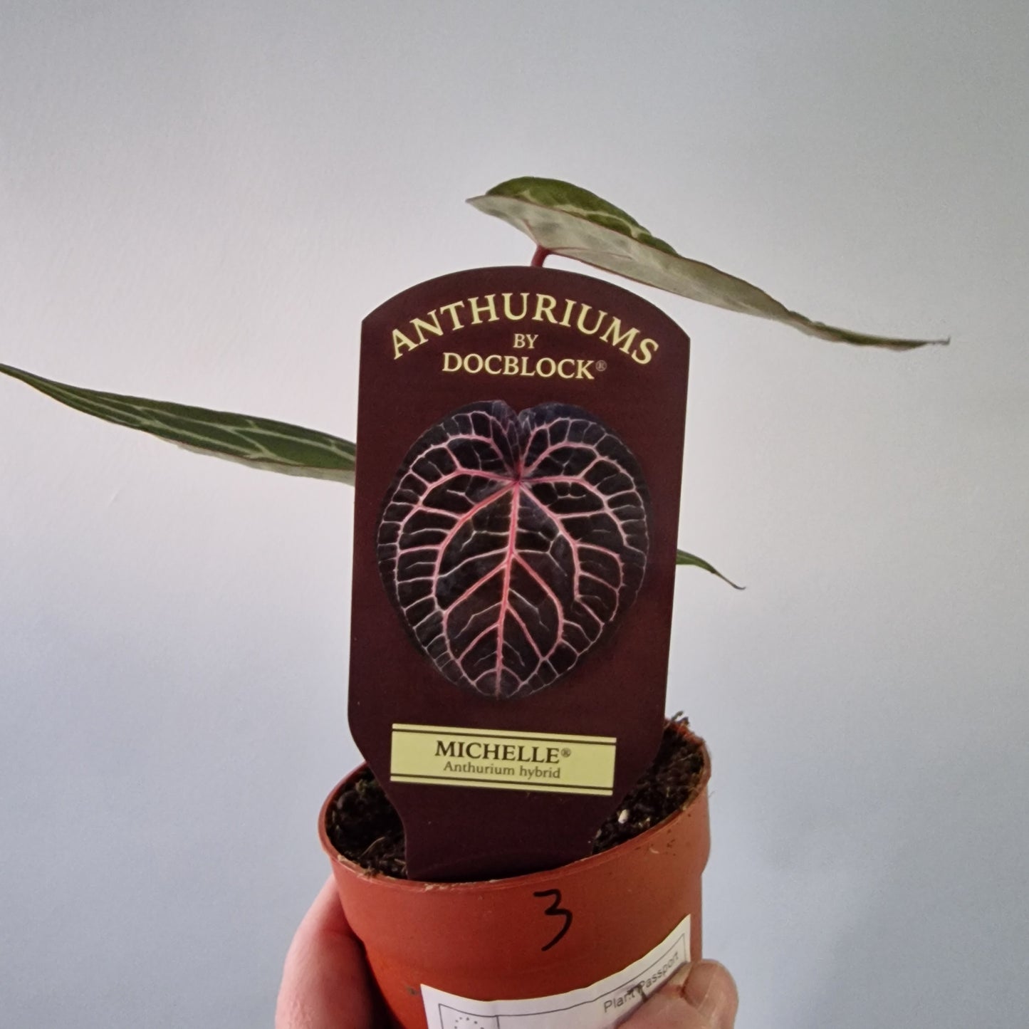 Anthurium ‘Michelle’ by DocBlock – 9cm Pot (#3)