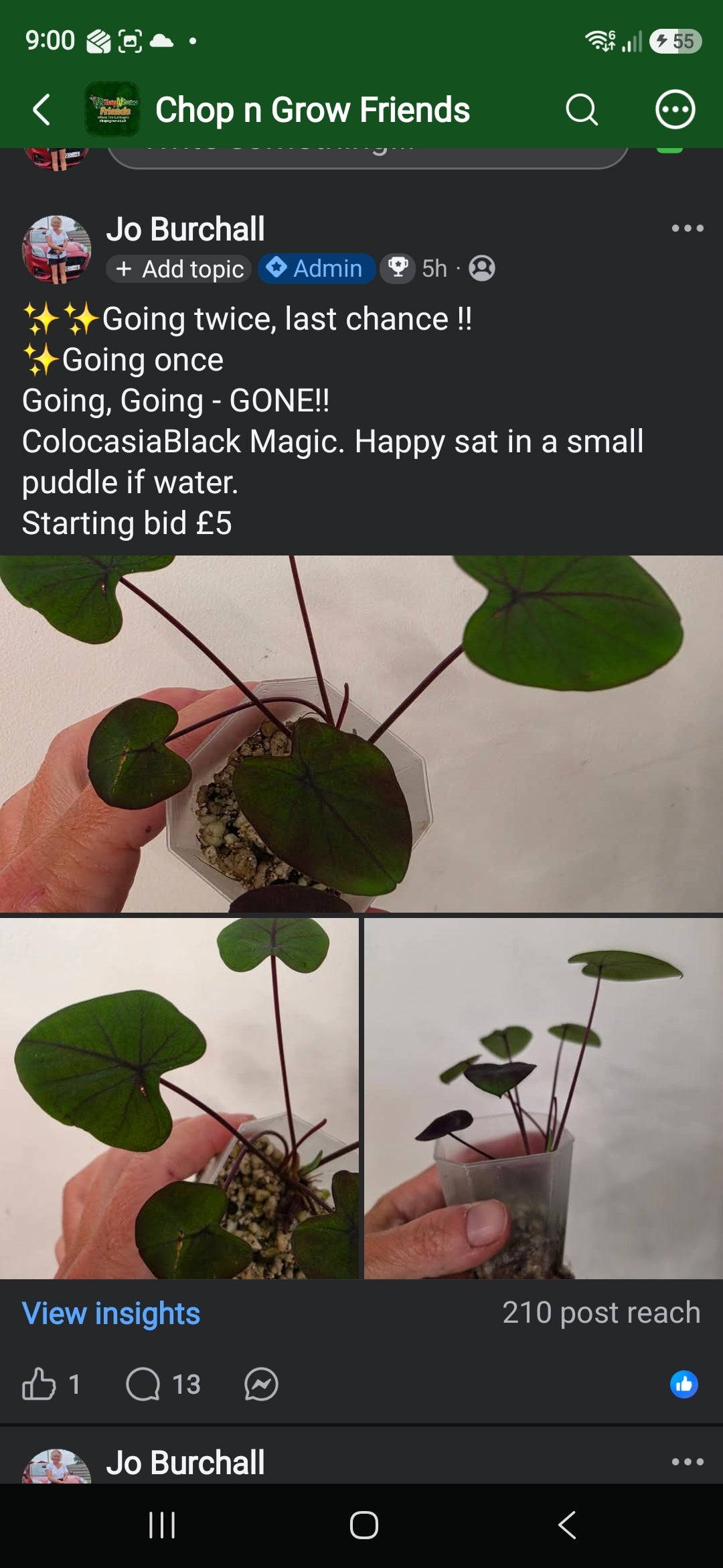 Sunday CnG Sale - Gaynor Colocasia Black Magic