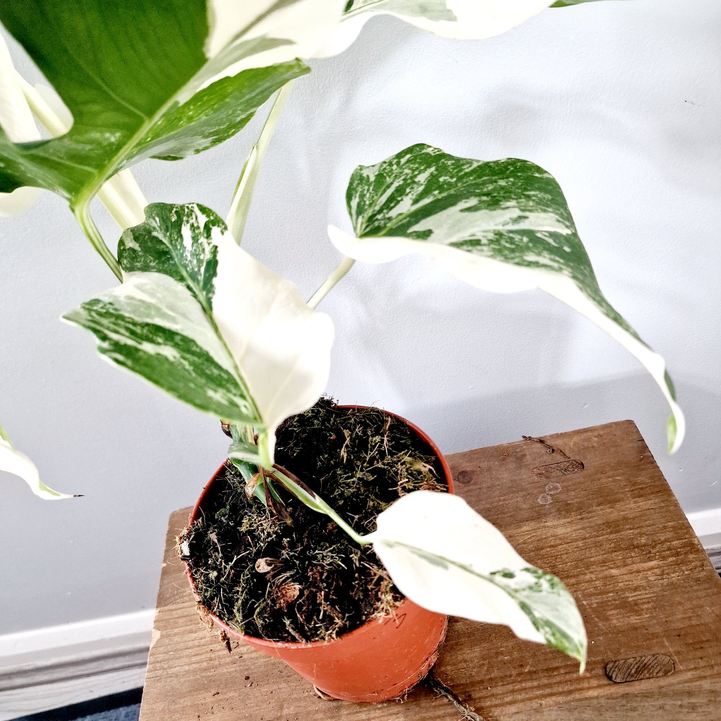 Monstera Albo Super White Houseplant 15cm pot (3)