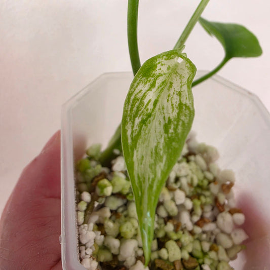 Monstera Devil Monster – Highly Variegated – Exact Plant A1 – See Description