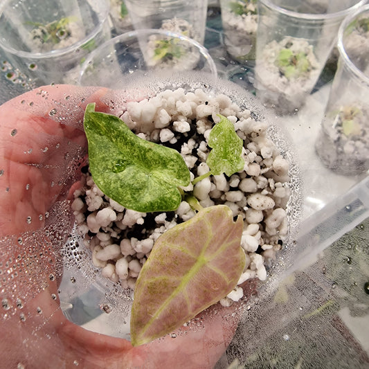 Alocasia Longiloba Black Satun Stardust - Young Exact TC Plant see description