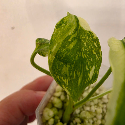 Monstera Electrolight – Exact Plant No. 4 - See Description