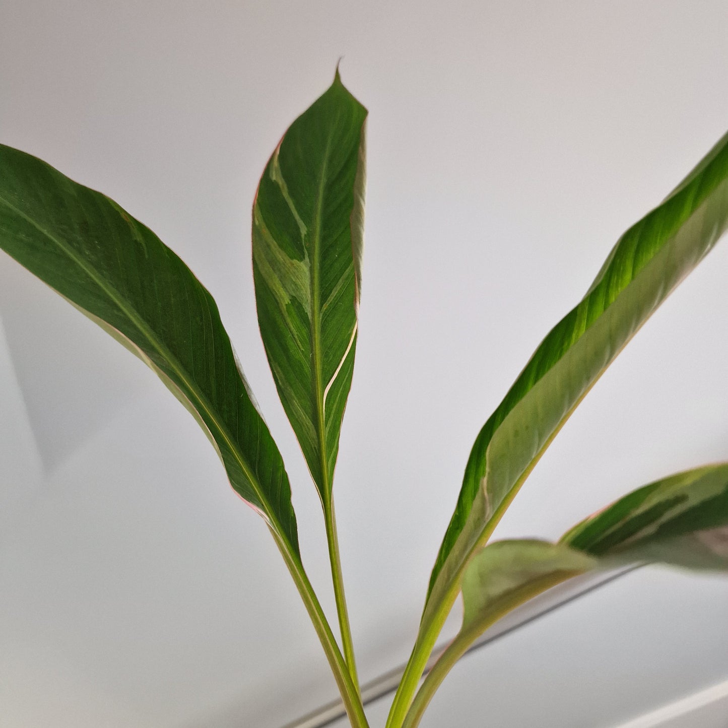 Musa Nono Rare Houseplant approx 50cm tall 10.5cm pot (6)