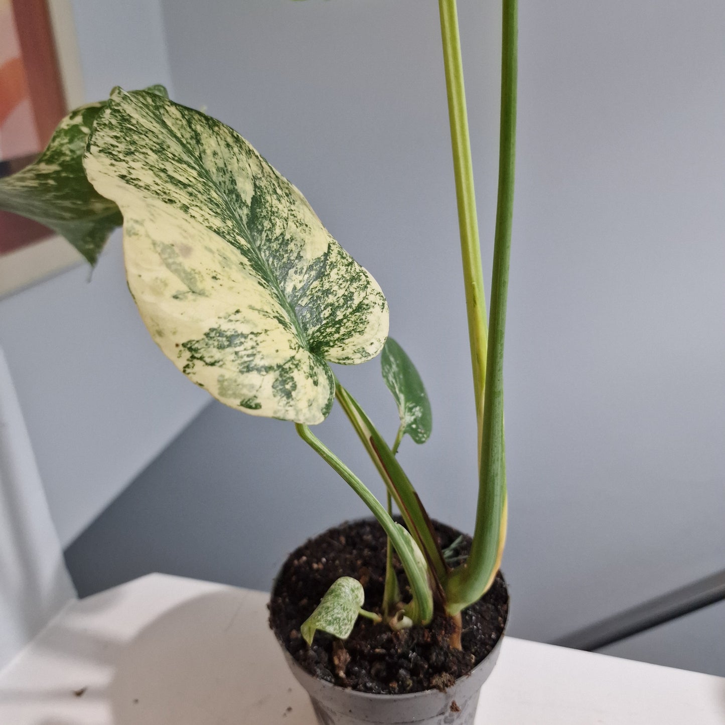 Monstera Deliciosa Mint Variegata – 12cm Pot (#5)