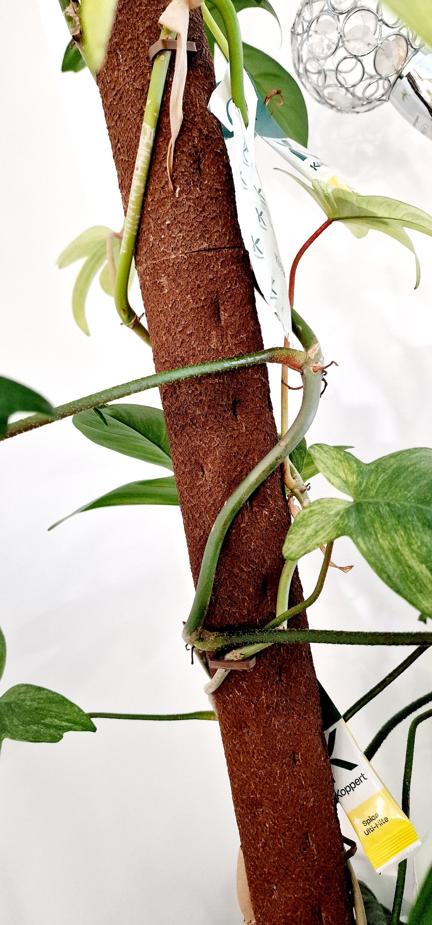 Kratiste Biobased Bark Effect 150cm length x 6cm wide Diameter Climbing Pole - Collection only