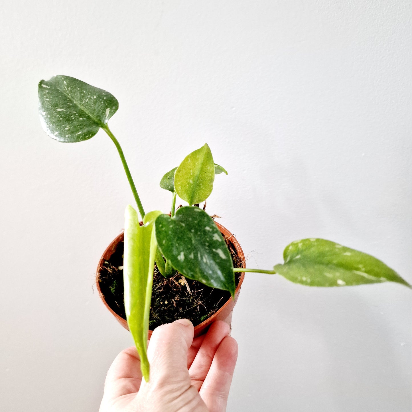 Monstera Deliciosa Thai Constellation Rare Houseplant 10.5cm pot (d)