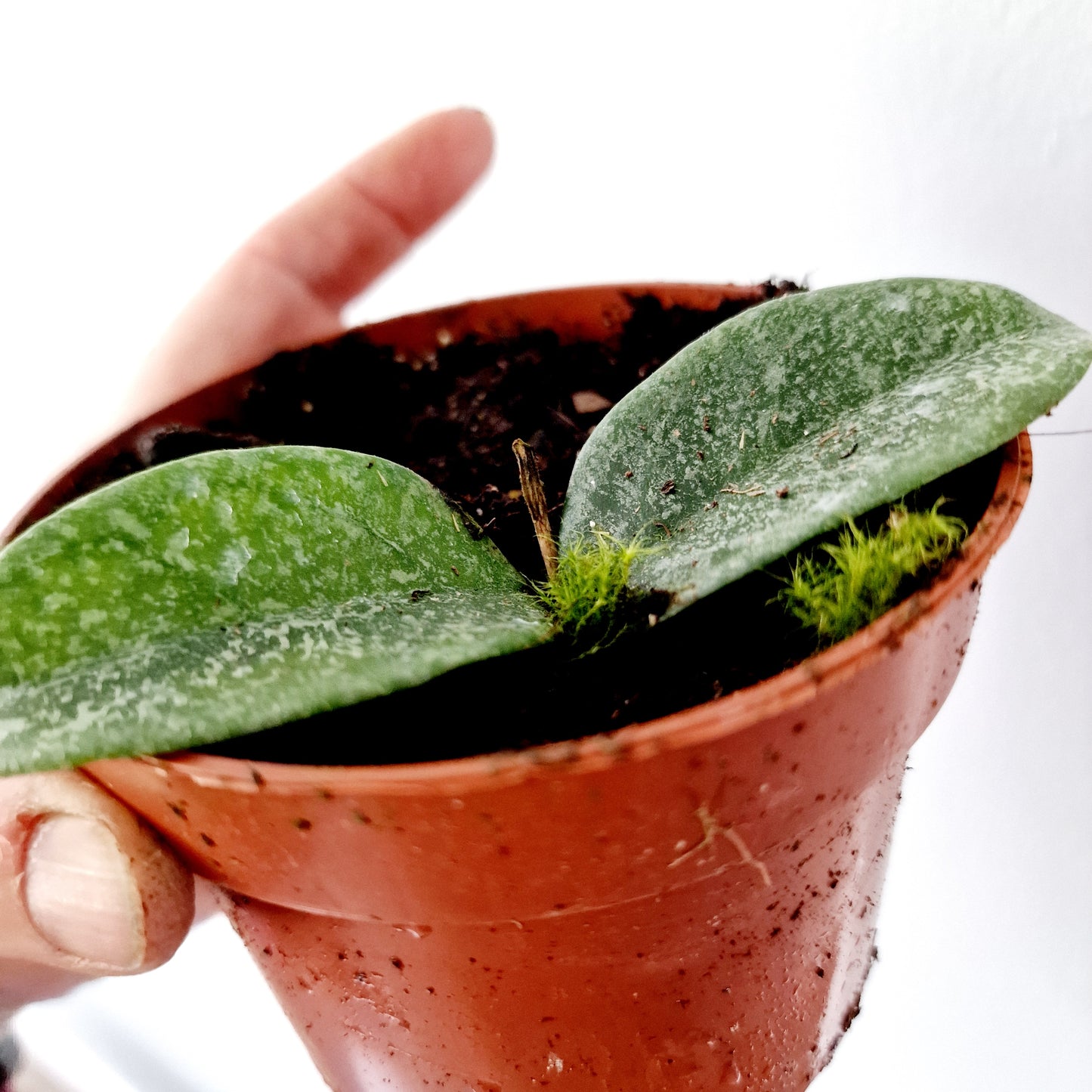Hoya Carnosa Grey Ghost Houseplant 10.5cm pot