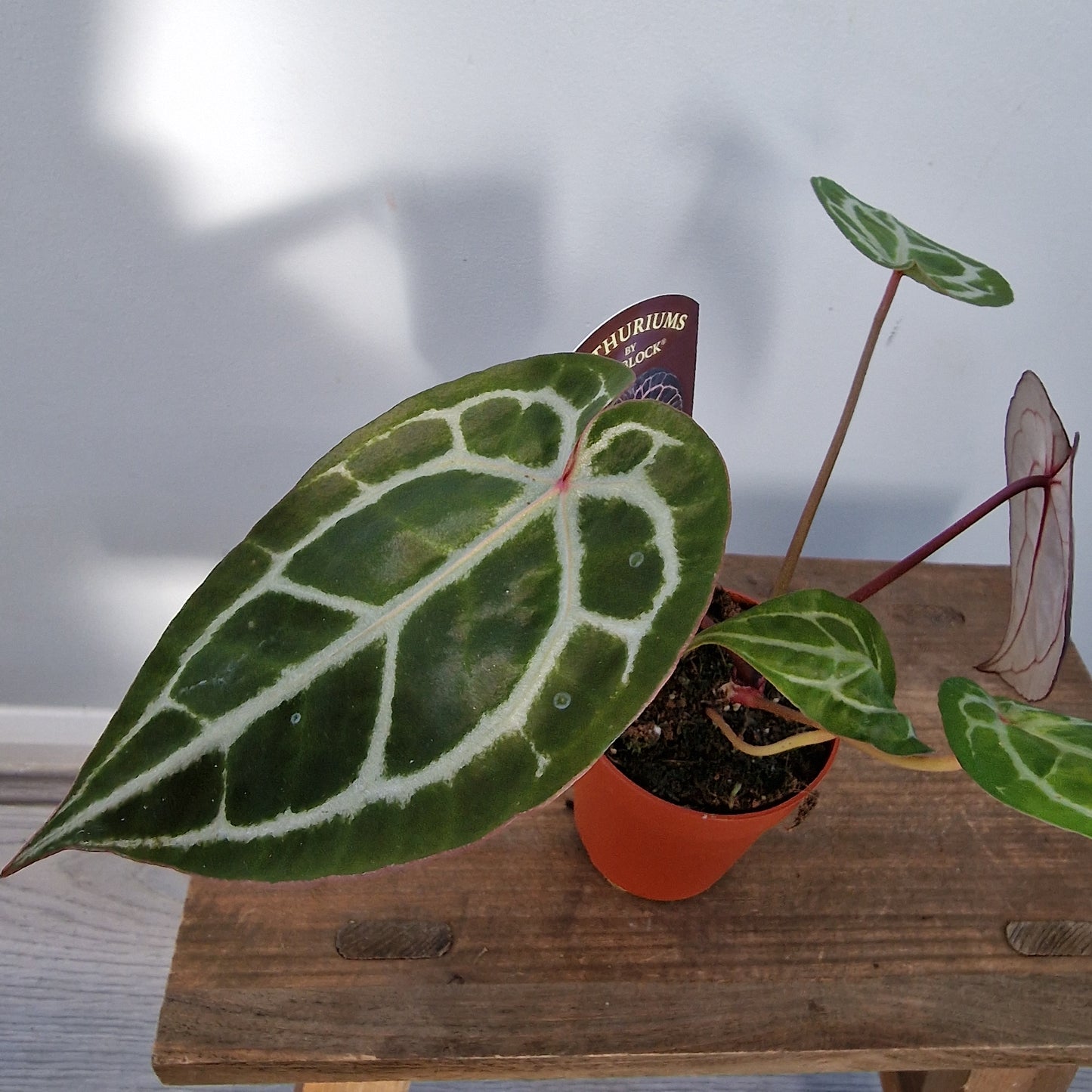 Anthurium Michelle by DocBlock – 9cm Pot (#4)