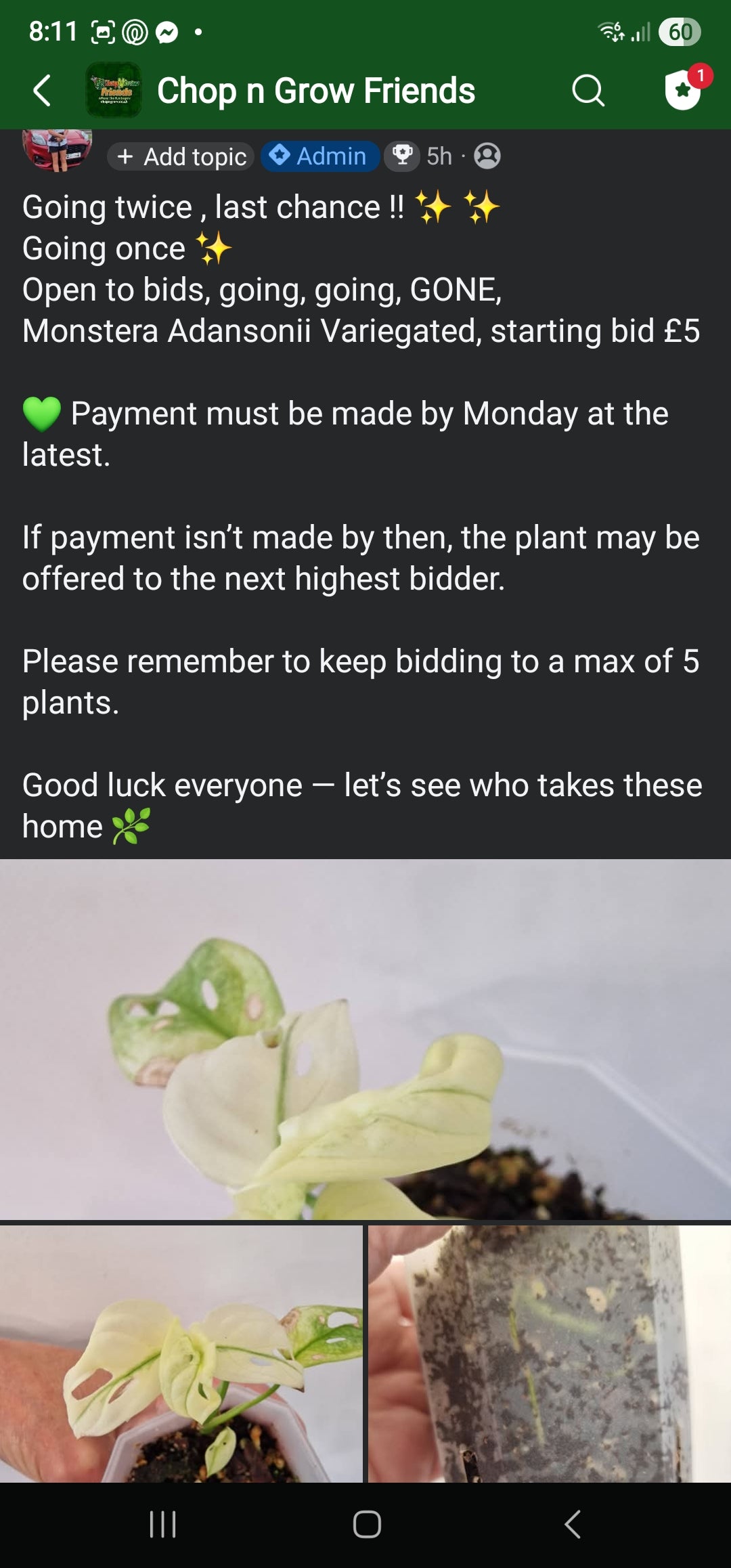 Sunday Sale - Jayne Adansonii