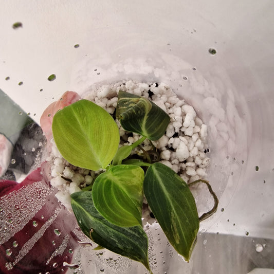 PRE-ORDER – Philodendron Melanochrysum Variegated – Young Exact TC Plant (#1)