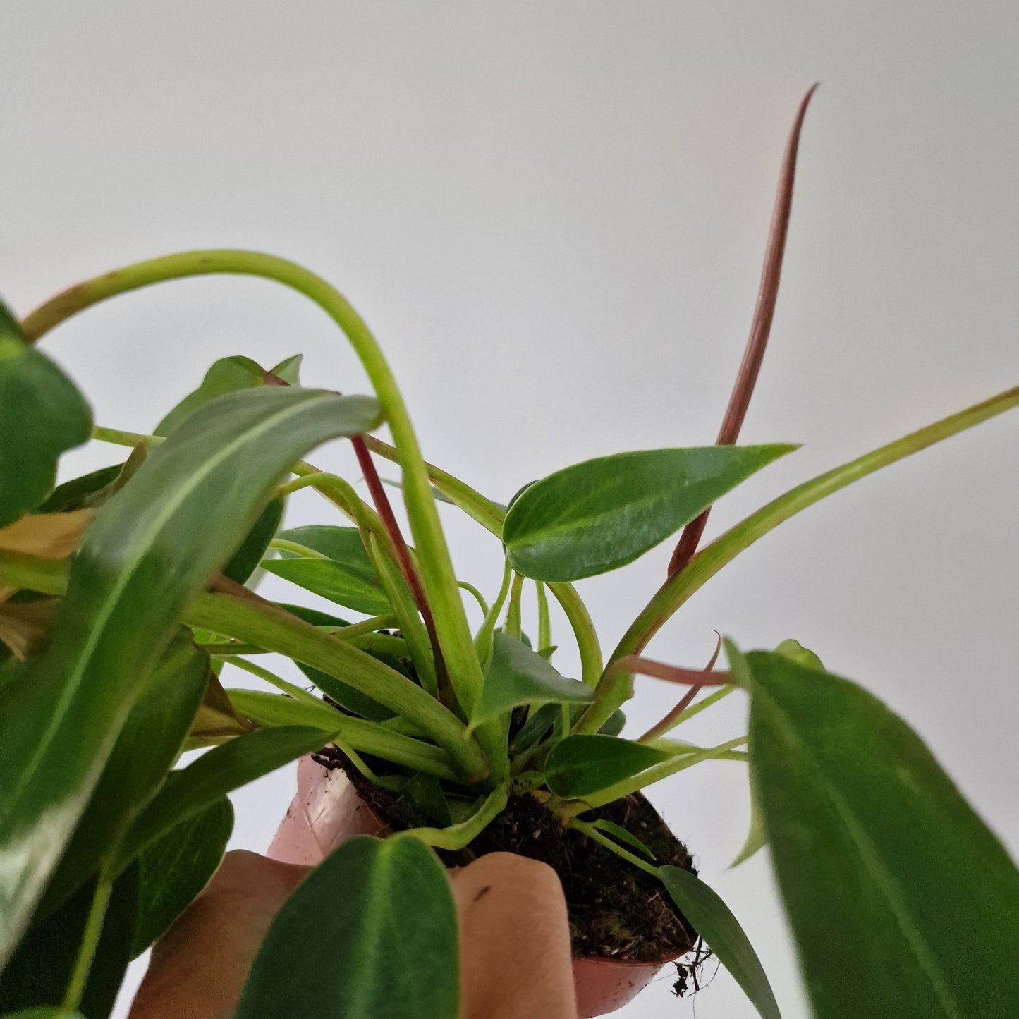 Philodendron Spiritus Sancti 2 Houseplants in each 10.5cm pot