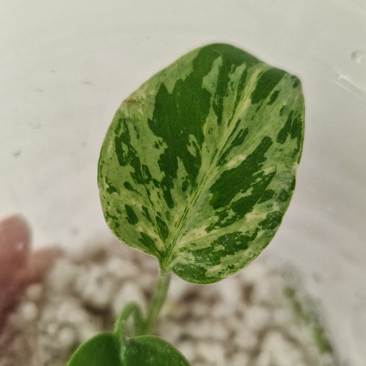 Pre-order - Monstera Bulbasaur – Young TC Plantlet Exact Plant (1-1)