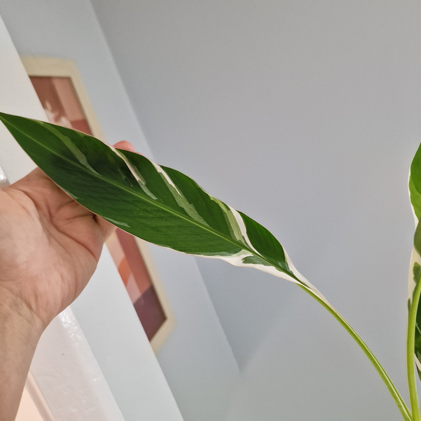 Musa Florida Rare Houseplant approx 40cm tall 10.5cm pot (4)