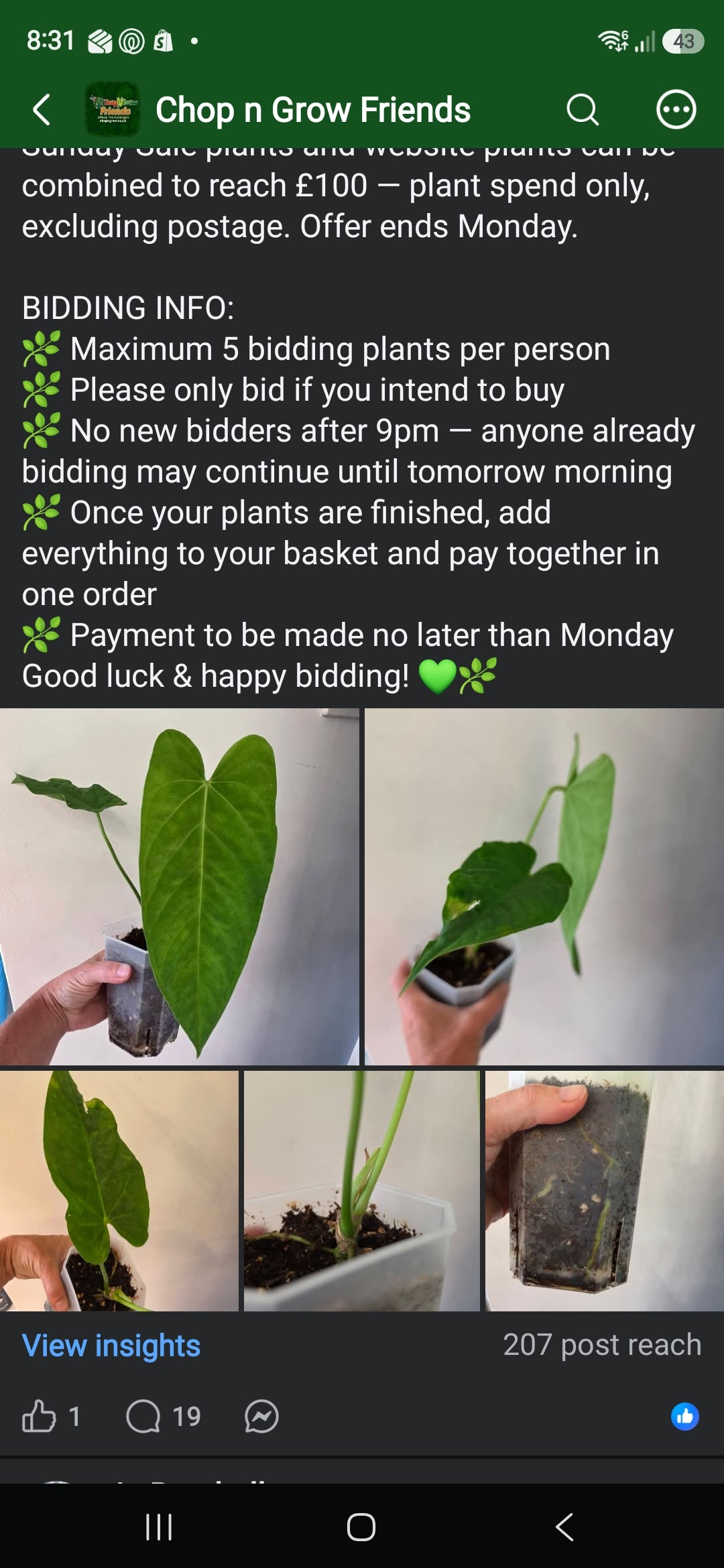 Sunday CnG Sale - Ben Anthurium noID