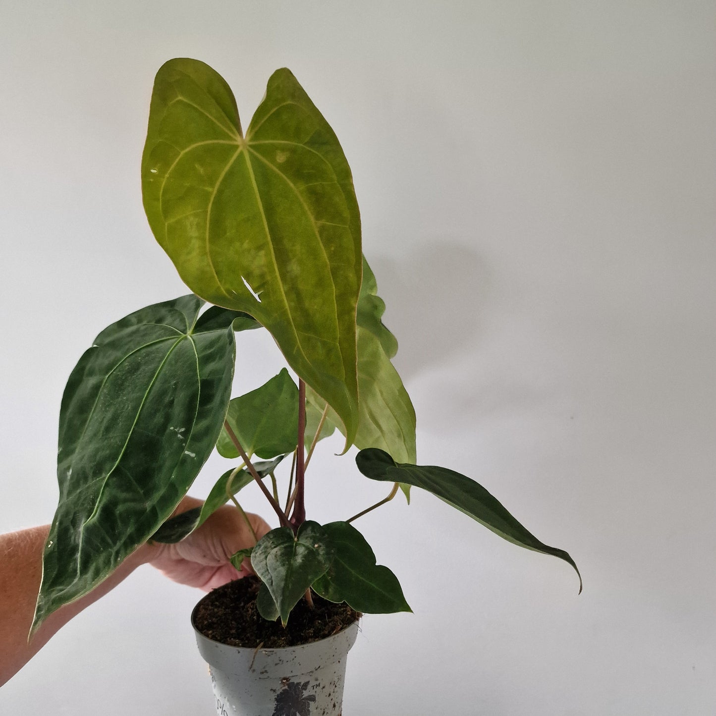 Anthurium Dark Phoenix 12cm pot