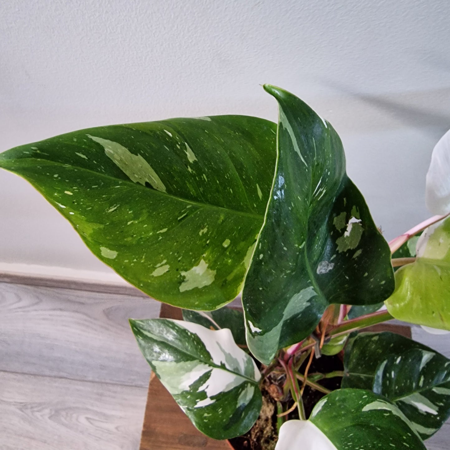 Philodendron Fresh Aurea Rare Houseplant 17cm pot