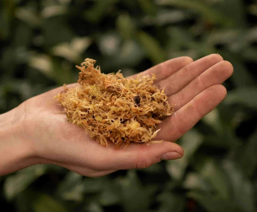 SYBASoil Sphagnum Moss 3ltr