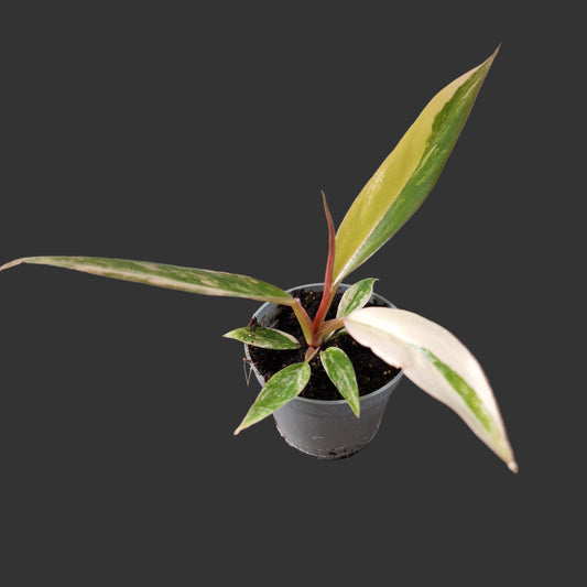 Philodendron Caramel Marble Rare Houseplant 6cm pot (1)