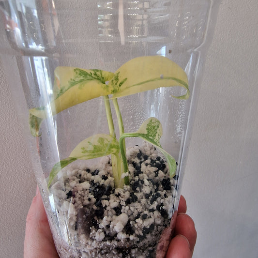 Monstera Legacy – Young Exact TC Plant (#2)