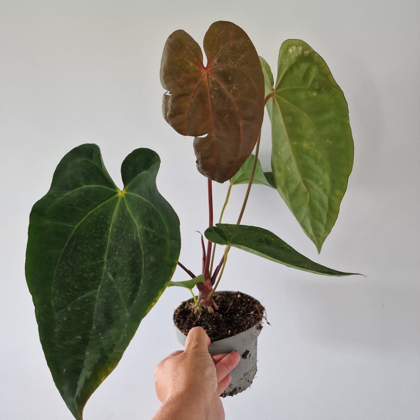 Anthurium Dark Phoenix 12cm pot