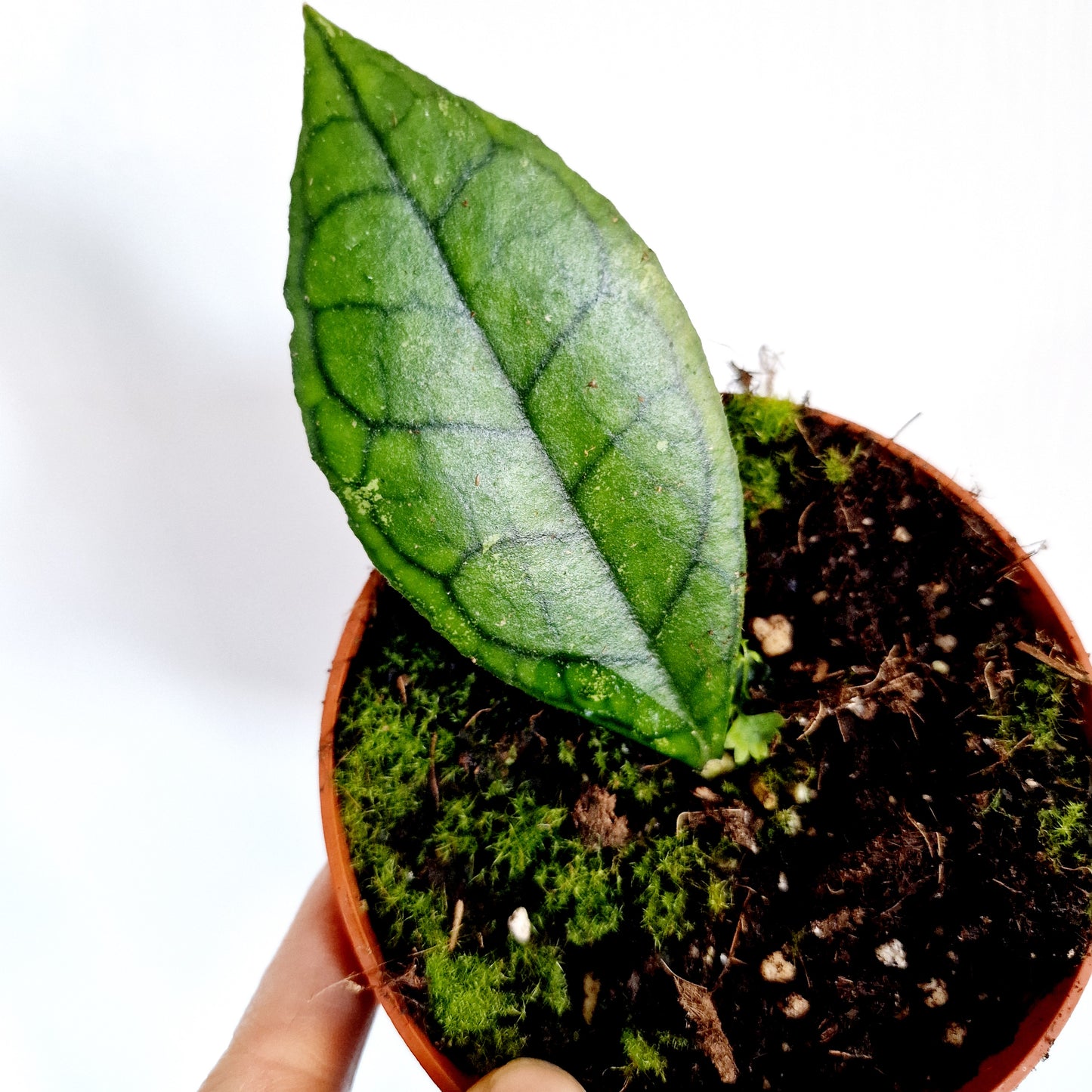 Hoya Finlaysonii Sarawak Houseplant 10.5cm pot