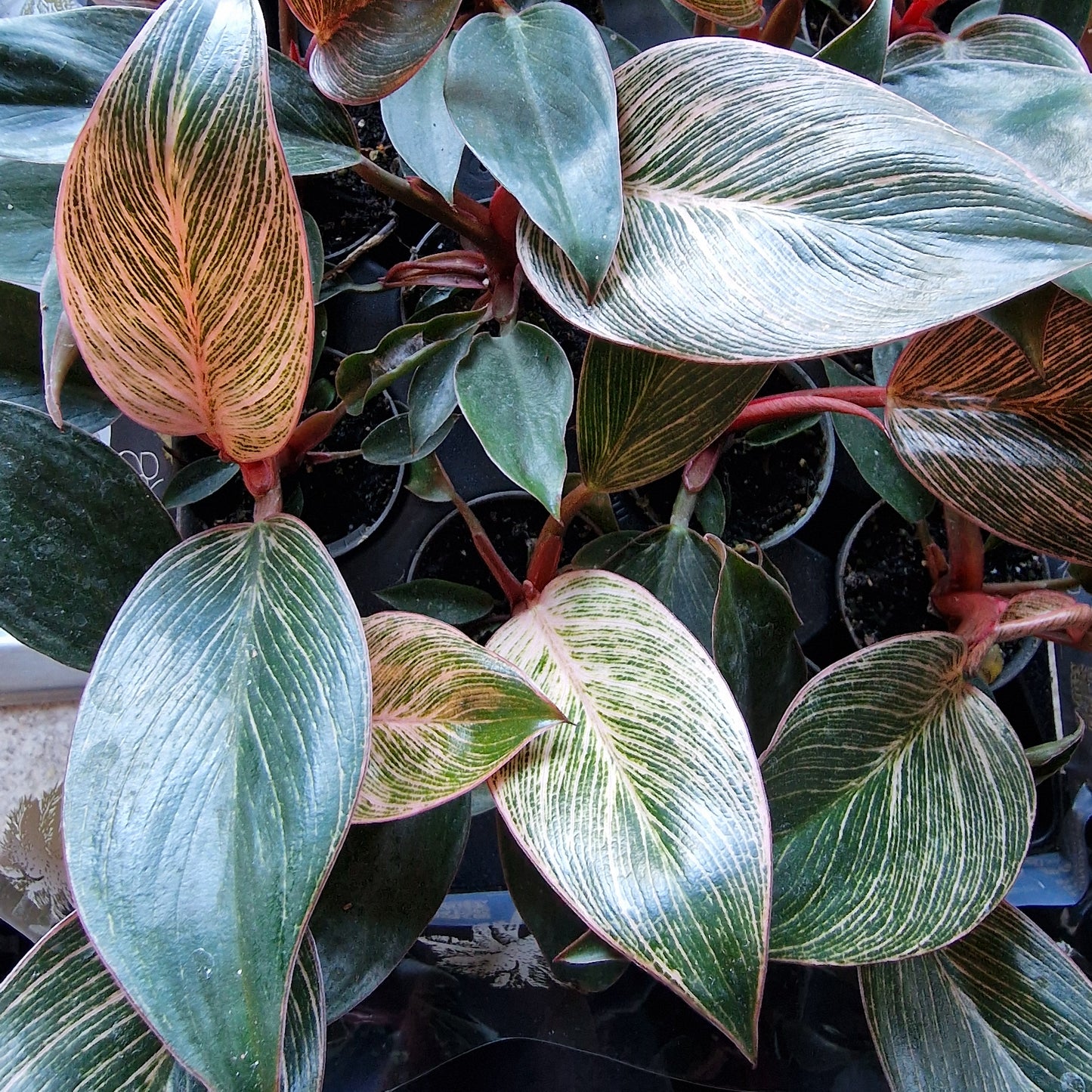 Philodendron ‘Pink Bikini’ – 6cm Pot