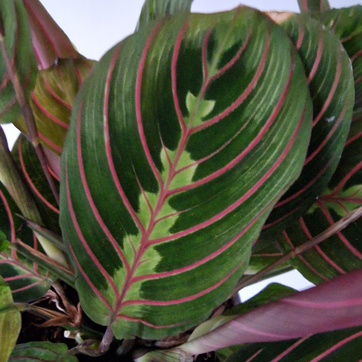 Maranta Leuconeura Tricolor Rare Houseplant 12cm pot