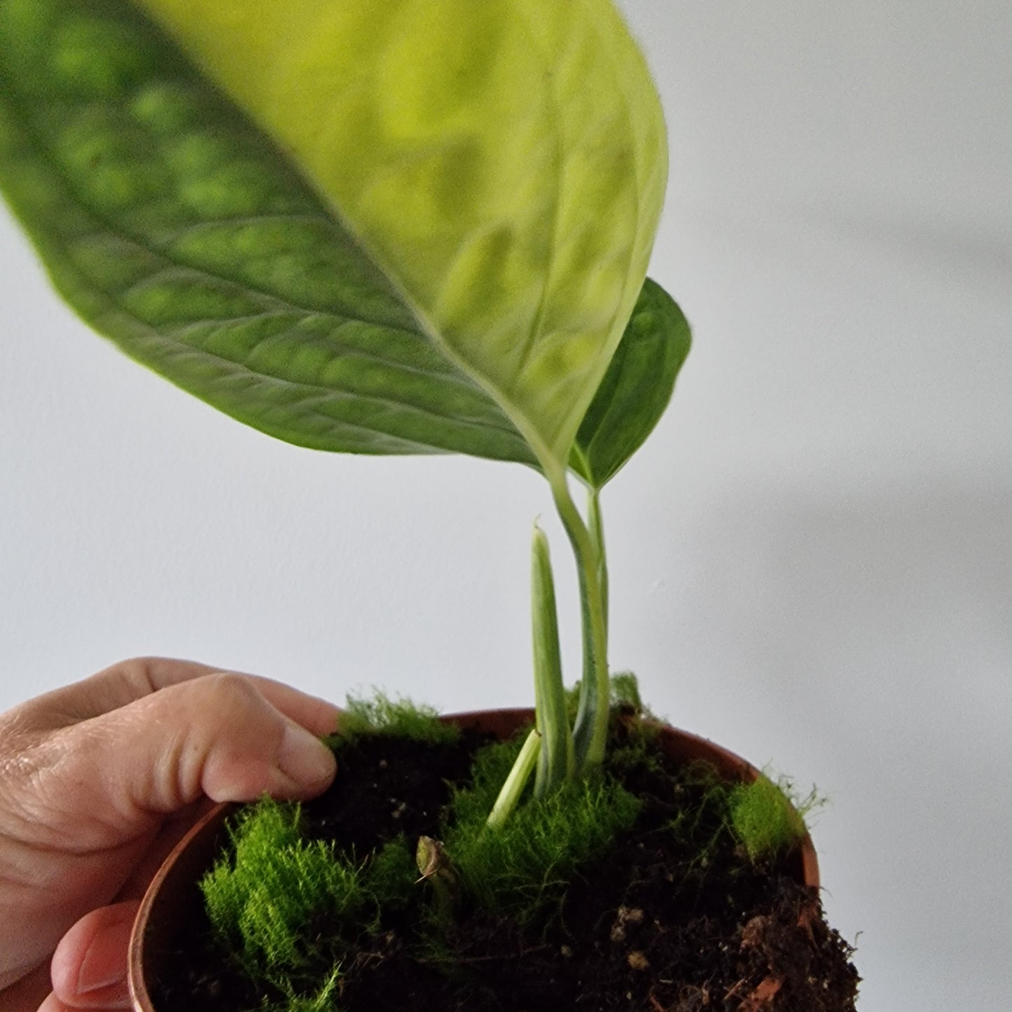 Monstera Variegated Peru Rare Houseplant 9cm pot (2)