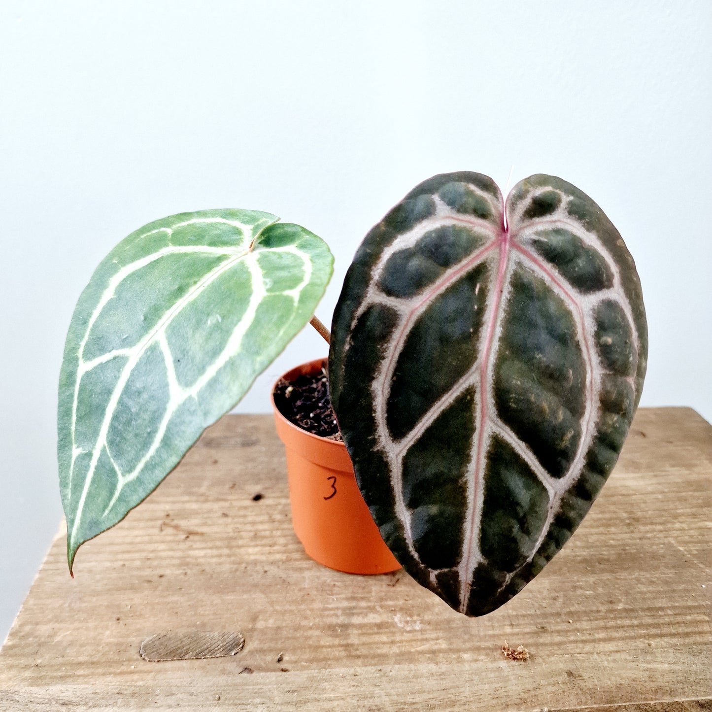 Anthurium Michelle by DocBlock Houseplant 9cm pot (3)