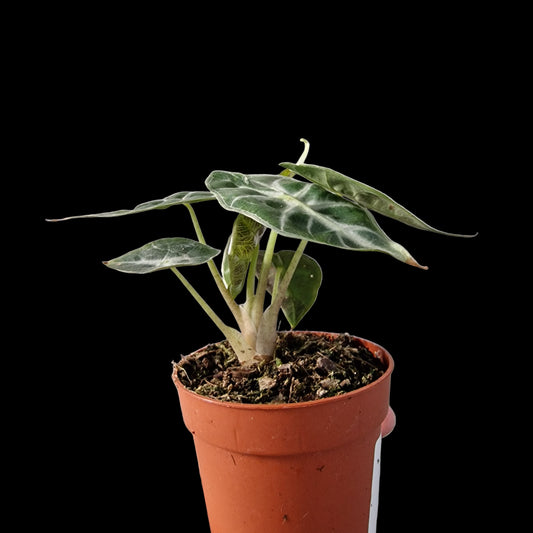 Alocasia Mandalay Rare Houseplant 7cm pot