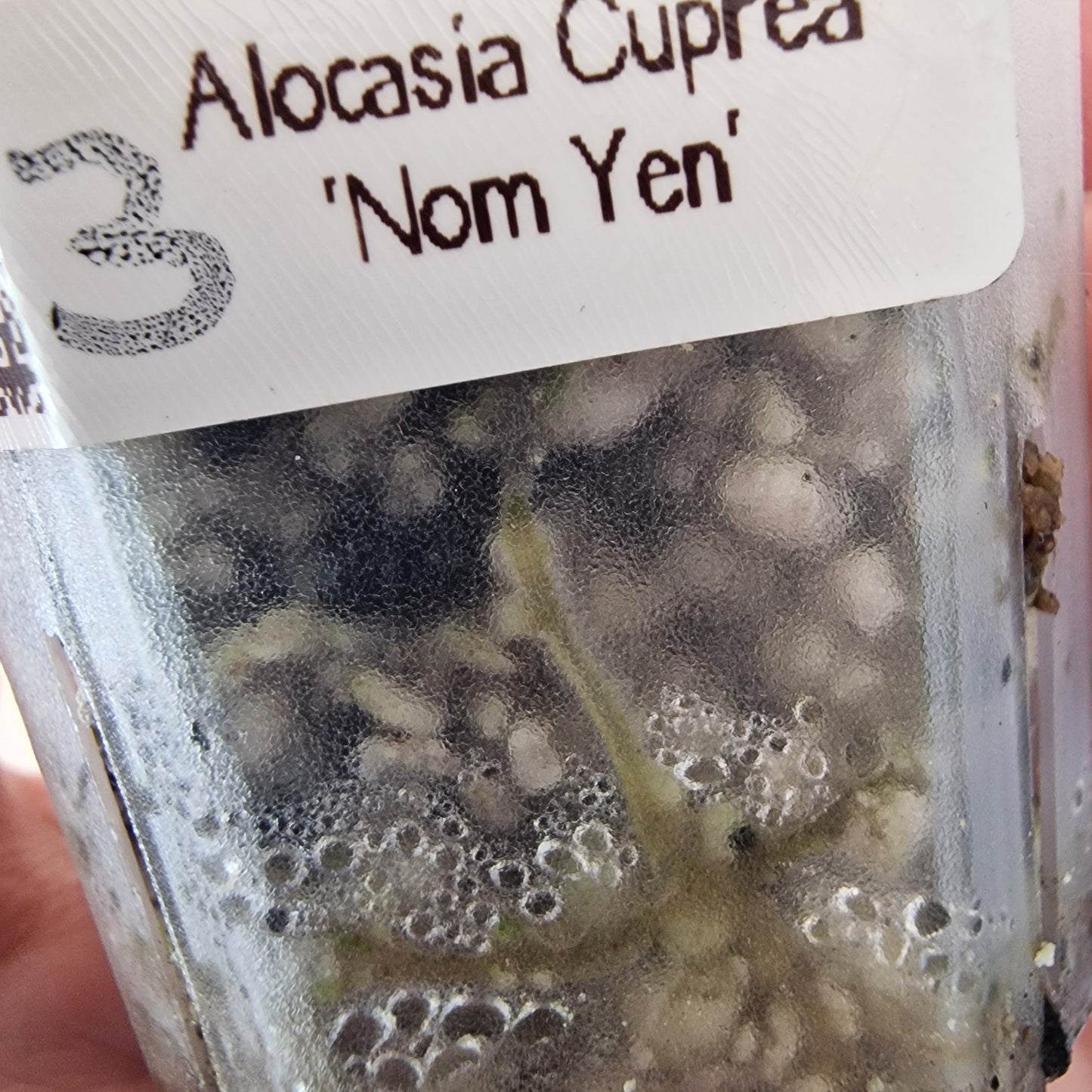 Alocasia Cuprea ‘Nom Yen’ Variegated – Tissue Culture Plant (#3)