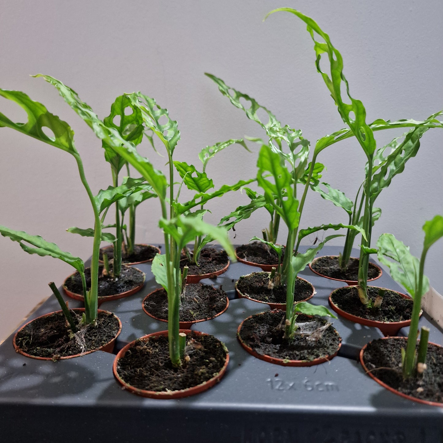 Monstera Obliqua Peru Houseplant 6cm pot