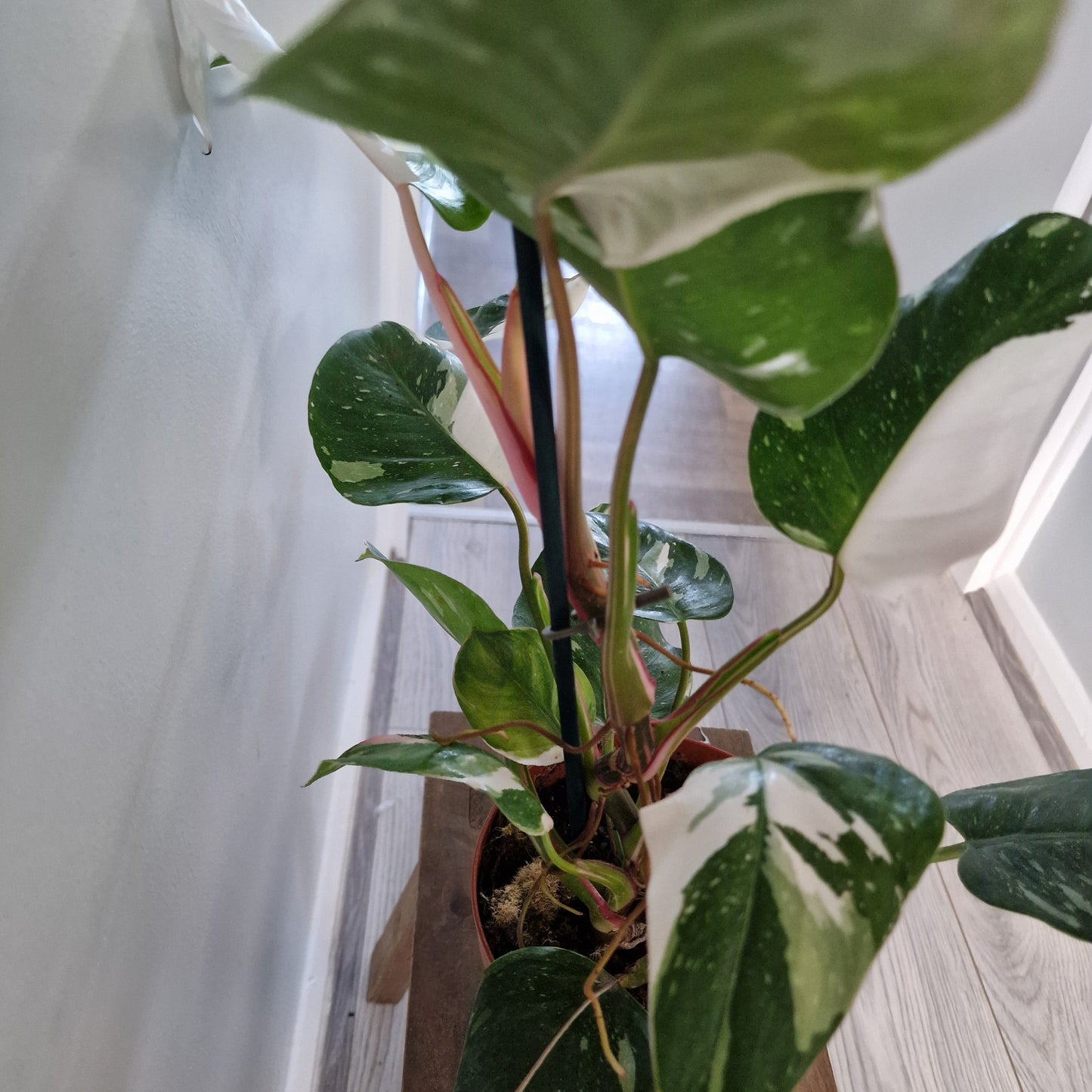 Philodendron Fresh Aurea Rare Houseplant 17cm pot