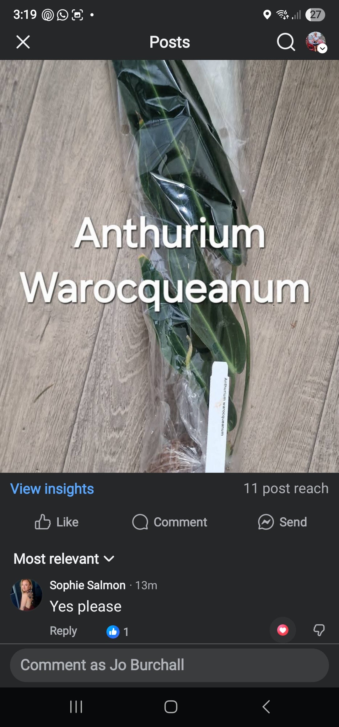 Sunday Sale - Sophie Anthurium Warocqueanum