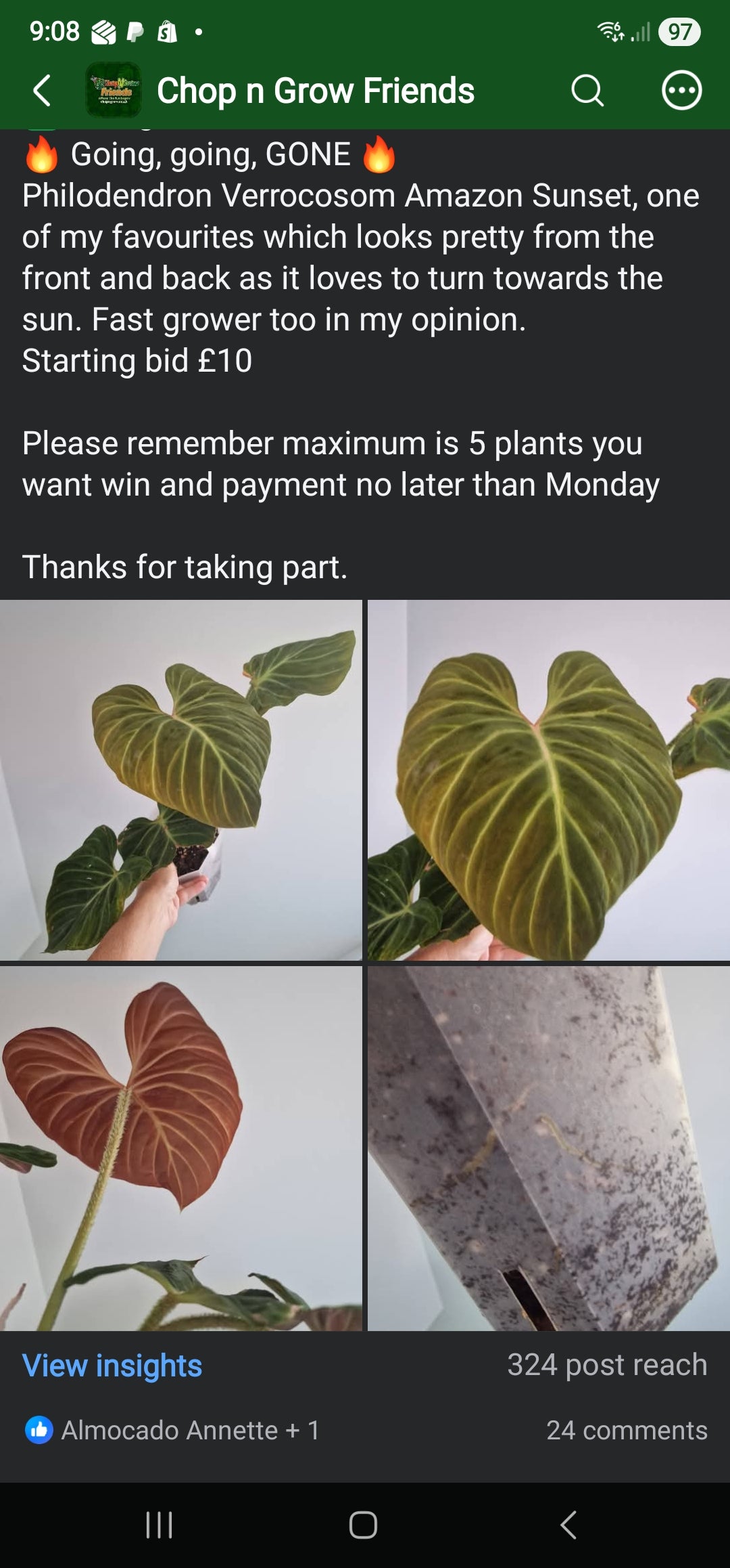 Chop n Grow Friends sale - Steph Amazon Sunset