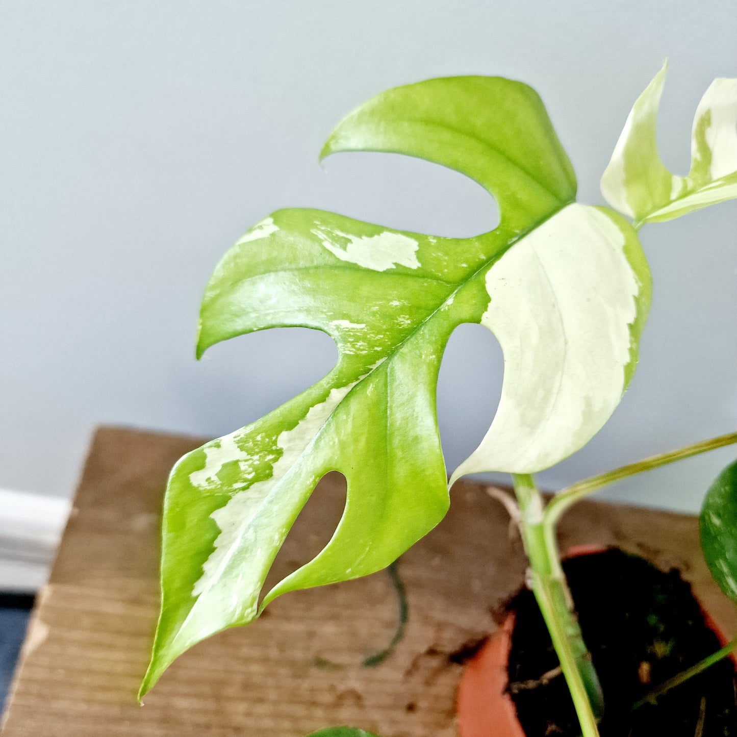 Rhaphidophora Tetrasperma Houseplant 10.5cm pot (3)