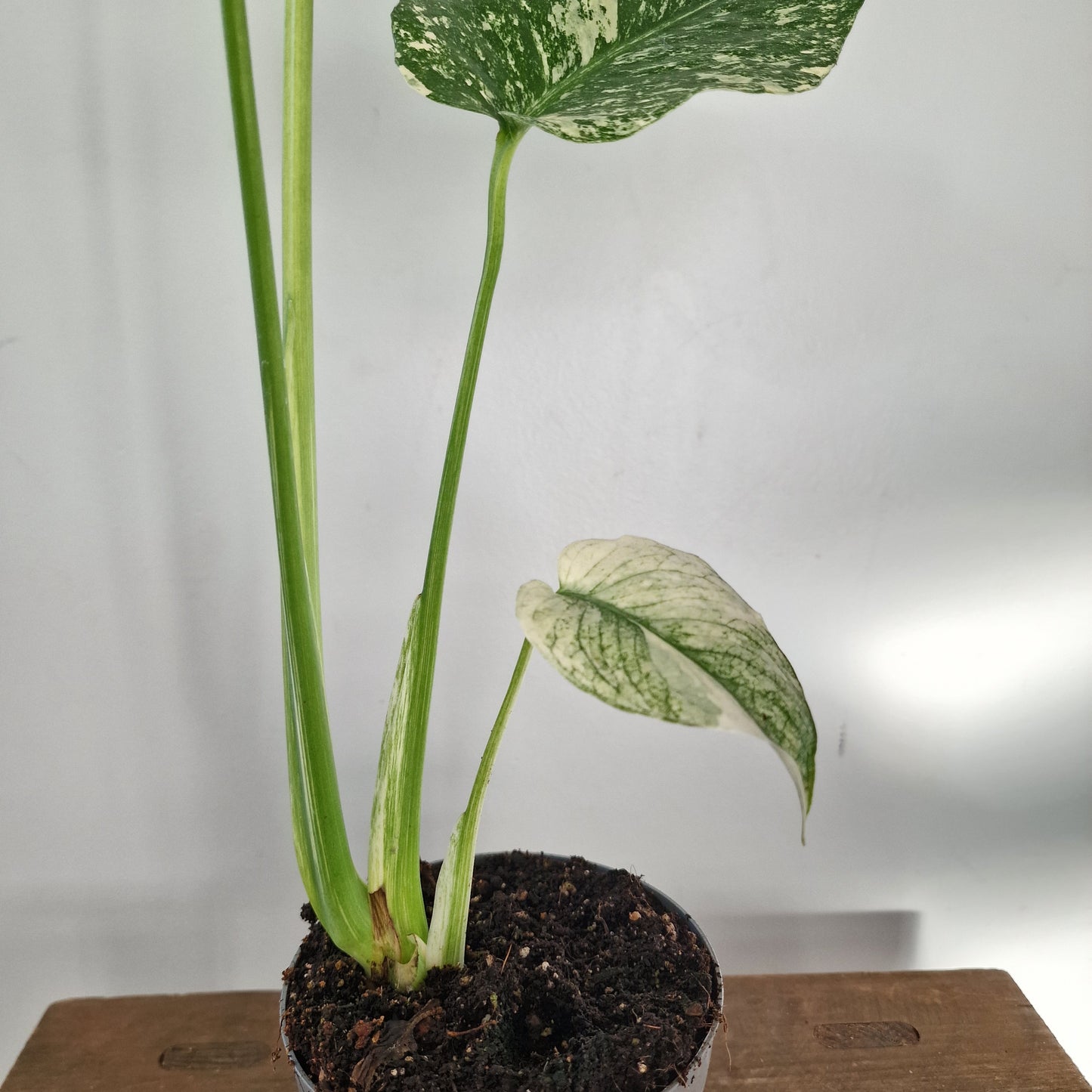 Monstera Deliciosa Mint Variegata – 12cm Pot (#2)