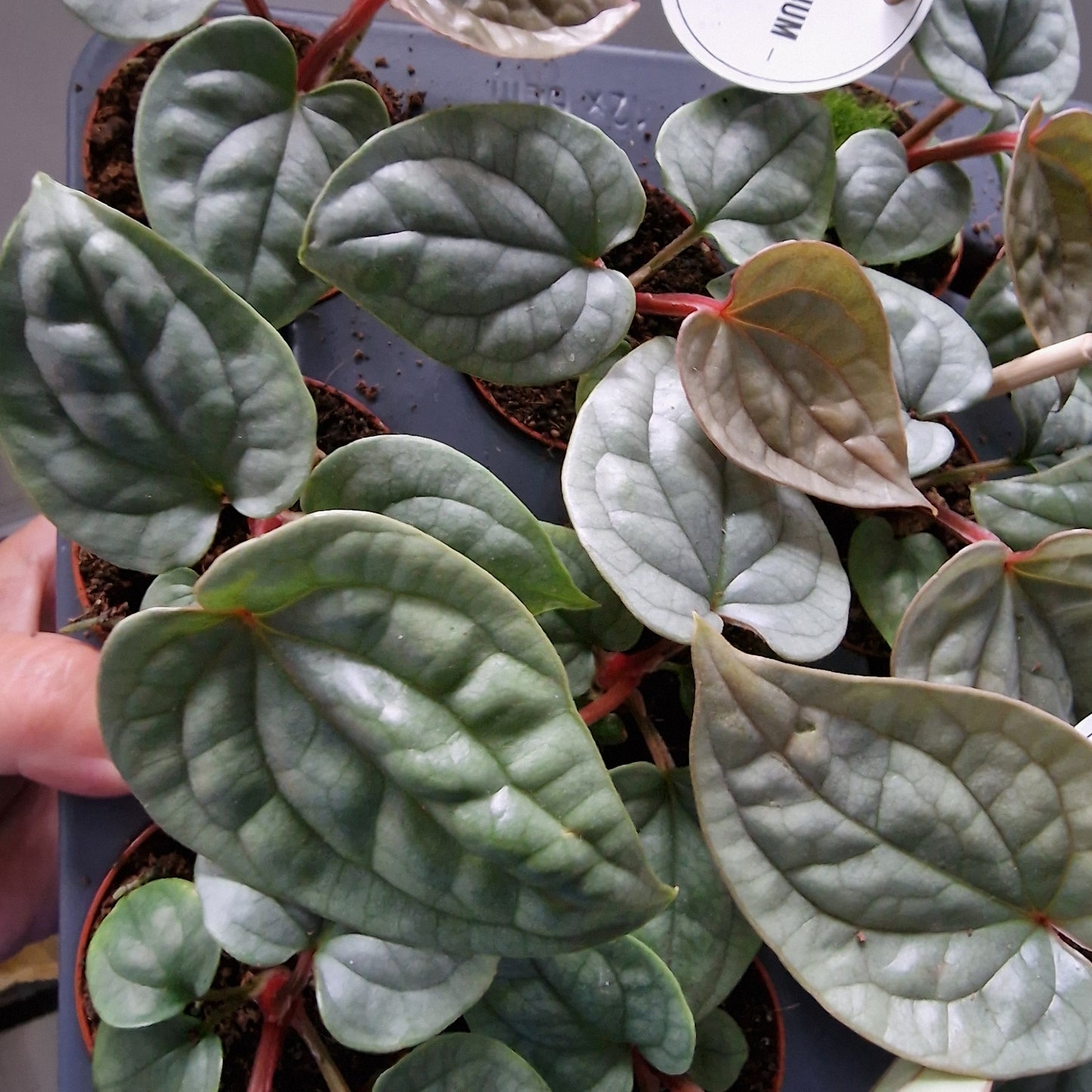 Anthurium Luxurians Houseplant 6cm pot
